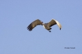 New-Mexico;Sandhill-Crane;Crane;Flight;Southwest-USA;Grus-canadensis;Flying-bird